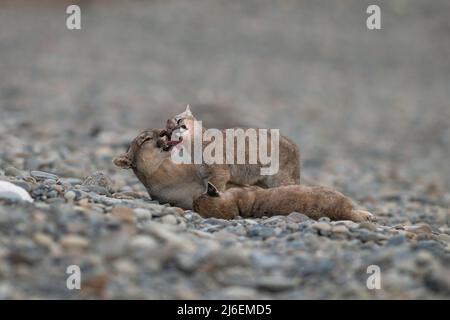 A Puma (Puma concolor) licks some blood off its cub's face Stock Photo