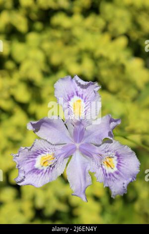 Purple Iris Iris versicolor Stock Photo