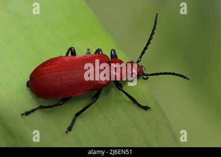 Red Headed Cardinal Beetle Pyrochroa serraticornis Stock Photo