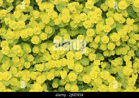 Spurge Flowers In Detail Stock Photo