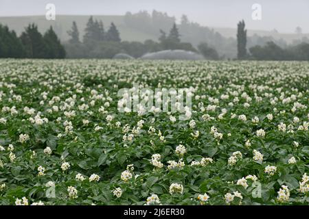 A large potato crop in New Zealand in flower during summer while irrigation works in the background Stock Photo