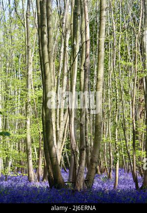 Bluebell Wood, West Stoke, West Sussex, England, UK Stock Photo