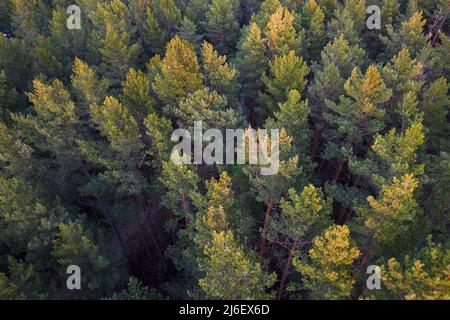 Drone aerial shot of green pine forests and spring birch groves with beautiful texture of golden treetops. Sunrise, sunset in springtime. Sun rays Stock Photo