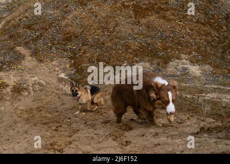 Two German and Australian Shepherds are sitting climbing up sand dune. Dogs on sand quarry and glade of yellow primrose flowers at back. Aussie puppy Stock Photo