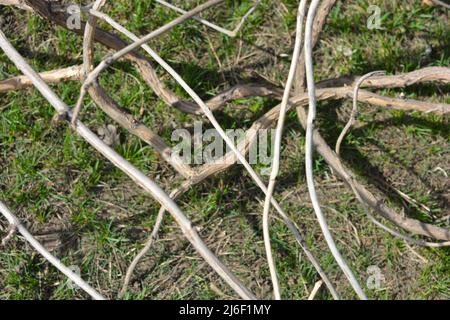 Bright and unusual pruned large vines of grapes, branches of other trees located on a green finely grassy background. Stock Photo