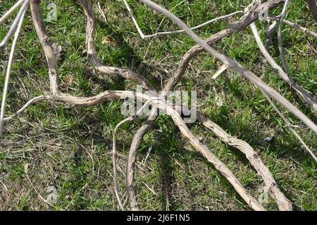 Bright and unusual pruned large vines of grapes, branches of other trees located on a green finely grassy background. Stock Photo