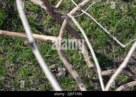 Bright and unusual pruned large vines of grapes, branches of other trees located on a green finely grassy background. Stock Photo