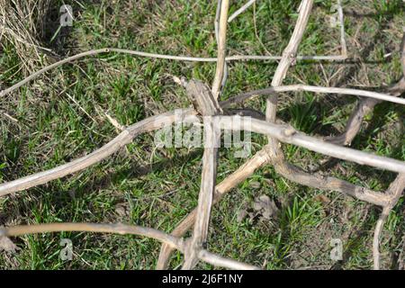 Bright and unusual pruned large vines of grapes, branches of other trees located on a green finely grassy background. Stock Photo