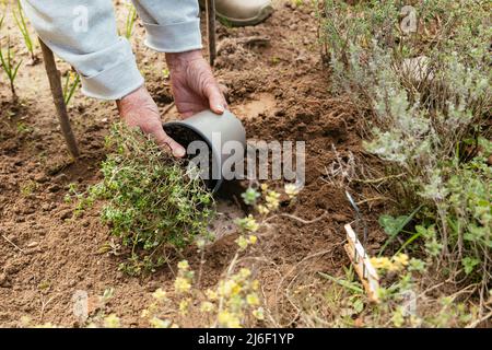 Gardener planting lemon thyme (Thymus citriodorus) in a herb garden.