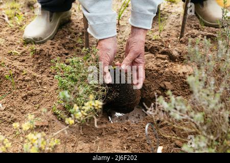 Gardener planting lemon thyme (Thymus citriodorus) in a herb garden.