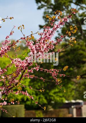 Massed dark and lighter pink spring flowers of the hardy deciduous Judas tree, Cercis siliquastrum Stock Photo