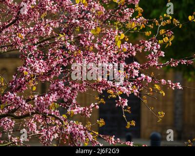 Massed dark and lighter pink spring flowers of the hardy deciduous Judas tree, Cercis siliquastrum Stock Photo