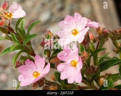 Pink blooms of the spring to early summer flowering dwarf rock rose, Cistus x skanbergii Stock Photo