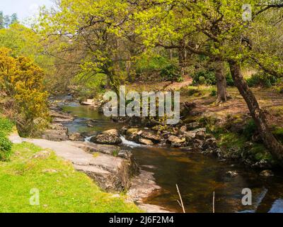 Spring view of the River Avon, Dartmoor, Devon, UK on the section between Shipley Bridge and the Avon Dam Stock Photo