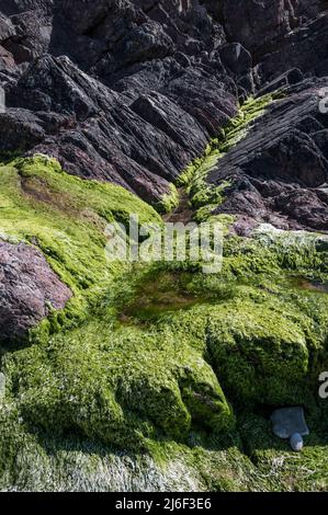 Moss growing on side of rocks on Welsh coastline Stock Photo