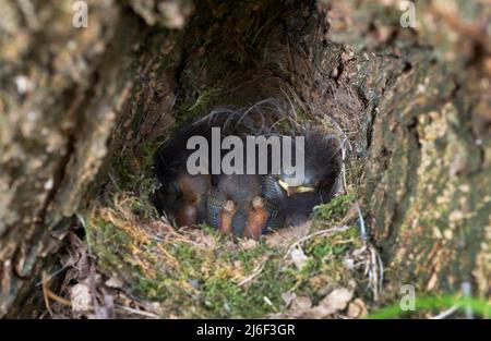 European Robin, Erithacus rubecula, altricial chicks in ground nest, London, United Kingdom