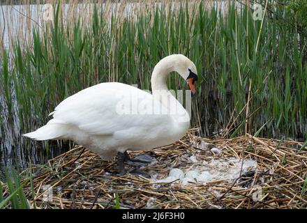 Female Mute Swan, Cygnus olor, on nest of reeds with five eggs, Brent Reservoir, United Kingdom Stock Photo