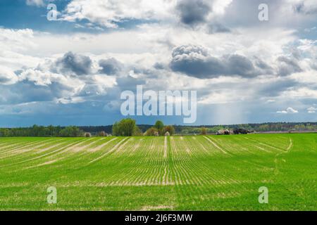 Spring wheat field in Ukraine. Green rows of the first spring sprouts of whet on the cultivated field. Agriculture in Ukraine. Possible global food su Stock Photo
