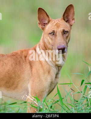 Ridgeback dog facial expressions. Standing with ears up and looking at the camera. Stock Photo