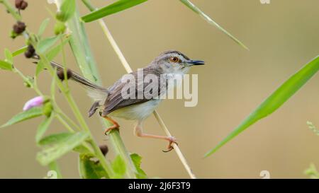 Plain Prinia as known as white-browed wren-warbler perched on a grass reed, Stock Photo