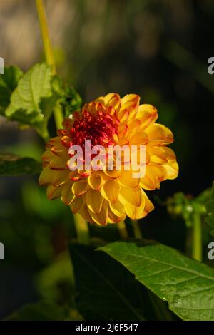 Selective focus of the yellow and red petaled dahlia, lil bees wings Stock Photo