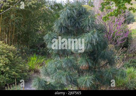 Long brushlike needles on the Bhutan pine or pinus wallichiana nana Stock Photo
