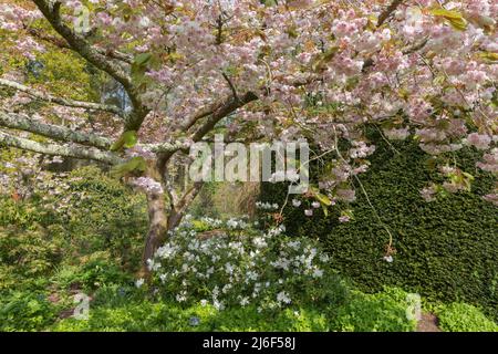 Prunus fugenzo, the japanese ornamental cherry tree covered in a mass of spring blossom Stock Photo
