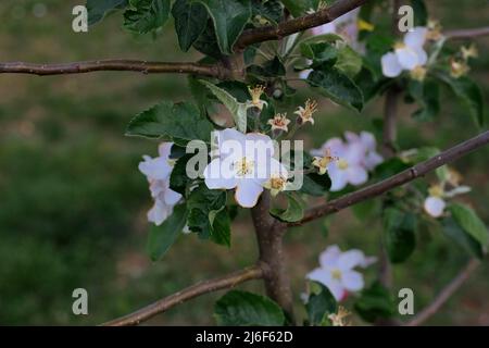 Flowers On Young Apple Tree In April Stock Photo