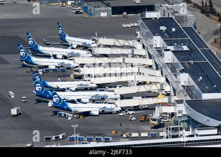 Alaska Airlines terminal at the airline's hub at Ted Stevens Anchorage Airport in Alaska. Multiple airplanes of Alaska Airlines together at terminal. Stock Photo