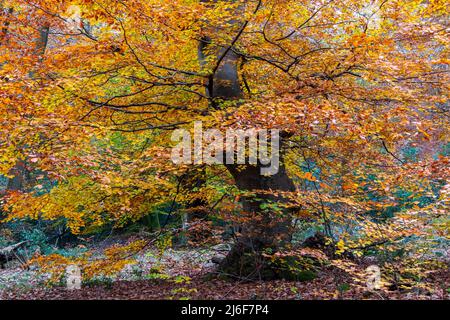 A lone mature beech tree in all its autumn glory, before the leaves fall to the ground Stock Photo