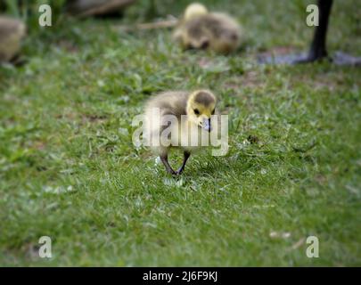 Photography of a baby goose in spring Stock Photo