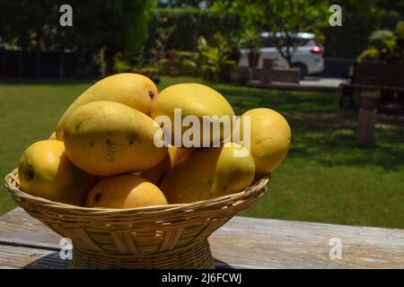 Tasty Indian Mangoes in Basket. Badami mango fruit sweet in taste also known as Karnataka Alphonso. Mango from India in nature outdoor background stac Stock Photo