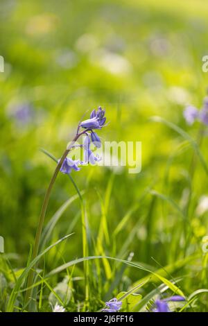 Close up of a single isolated bluebell  - Hyacinthoides non scripta flowering in a English bluebell wood in spring, Wiltshire, England, UK