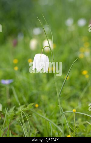 Close up of a white wildflower Fritillaria meleagris (snakeshead fritillary) flowering in a spring meadow in England, UK Stock Photo