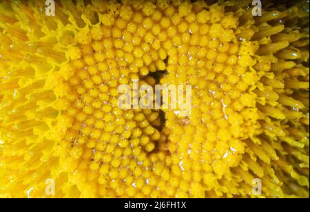 Common tansy (Tanaceturn vulgare) flower from the inflorescence. Ultra macro Stock Photo