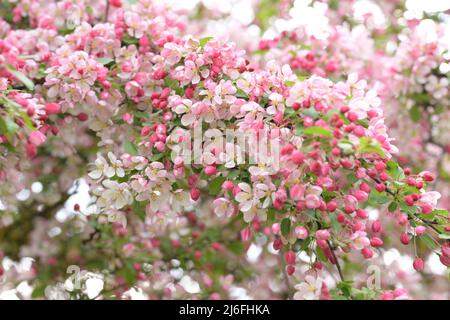 malus floribunda rosaceae red white apple tree blossom,  Species of flowering crabapple tree Stock Photo