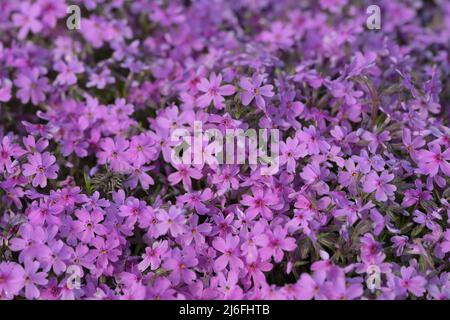 Phlox Subulata moss phlox Polemoniaceae Stock Photo