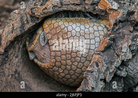 Southern three-banded armadillo / Azara's domed armadillo (Tolypeutes matacus) rolled up into a ball to sleep inside hollow tree trunk Stock Photo