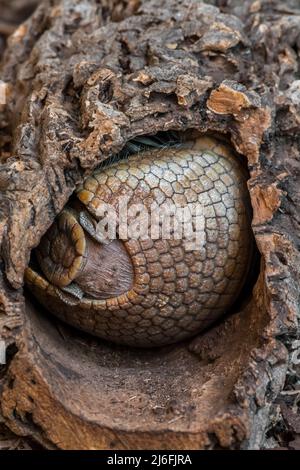 Southern three-banded armadillo / Azara's domed armadillo (Tolypeutes matacus) rolled up into a ball to sleep inside hollow tree trunk Stock Photo