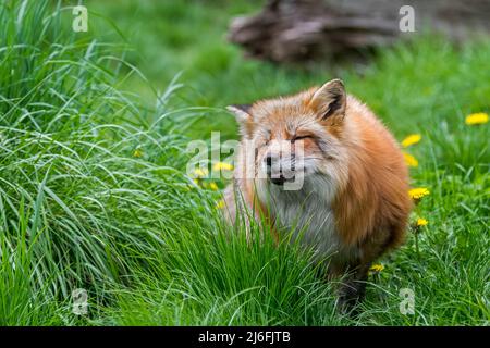 Red fox (Vulpes vulpes) in thick winter coat / fur foraging in grassland / meadow in spring Stock Photo