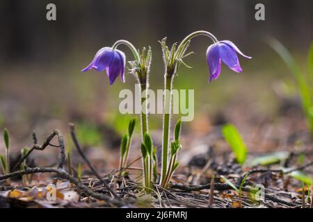 Snowdrops in the forest in spring closeup. Dream herb. Flowers of the  Pulsatilla Patens. First spring april blue sleep grass flowers. Stock Photo