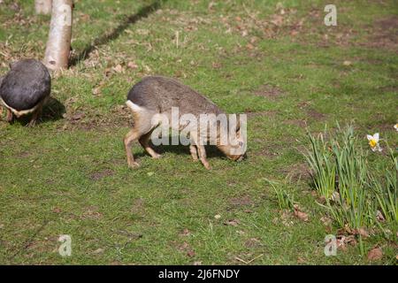 The Maras, Whipsnade Zoo, England. Stock Photo