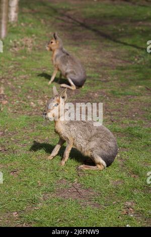 The Maras, Whipsnade Zoo, England. Stock Photo