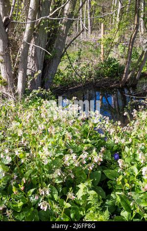 Wild common comfrey, Symphytum officinale, growing beside a Norfolk stream. Stock Photo