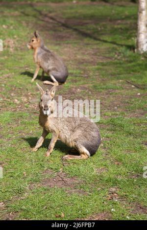 The Maras, Whipsnade Zoo, England. Stock Photo