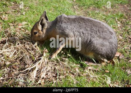 The Maras, Whipsnade Zoo, England. Stock Photo