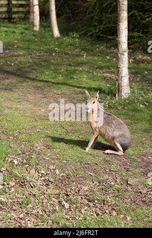 The Maras, Whipsnade Zoo, England. Stock Photo