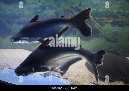 A Iridescent shark (Pangasianodon hypophthalmus - species of shark catfish) swimming inside his freshwater tank. Stock Photo
