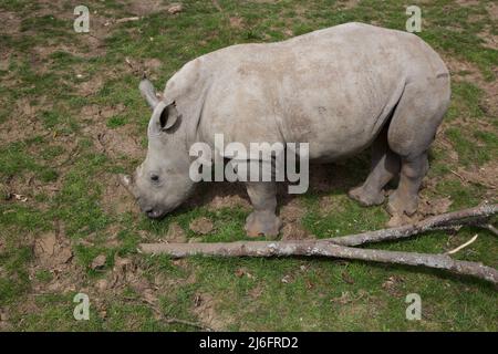 Southern White Rhino, Whipsnade Zoo, England. Stock Photo