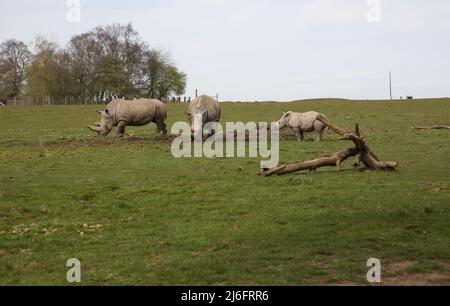 Southern White Rhino, Whipsnade Zoo, England. Stock Photo